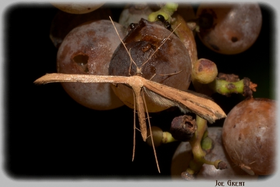 Pterophoridae - tollasmolyfélék