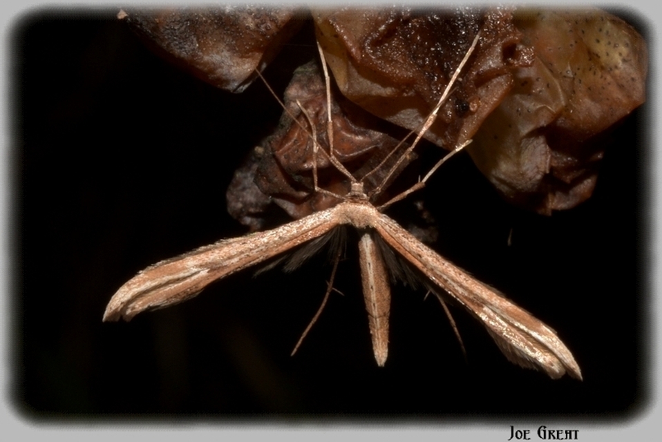 Pterophoridae - tollasmolyfélék