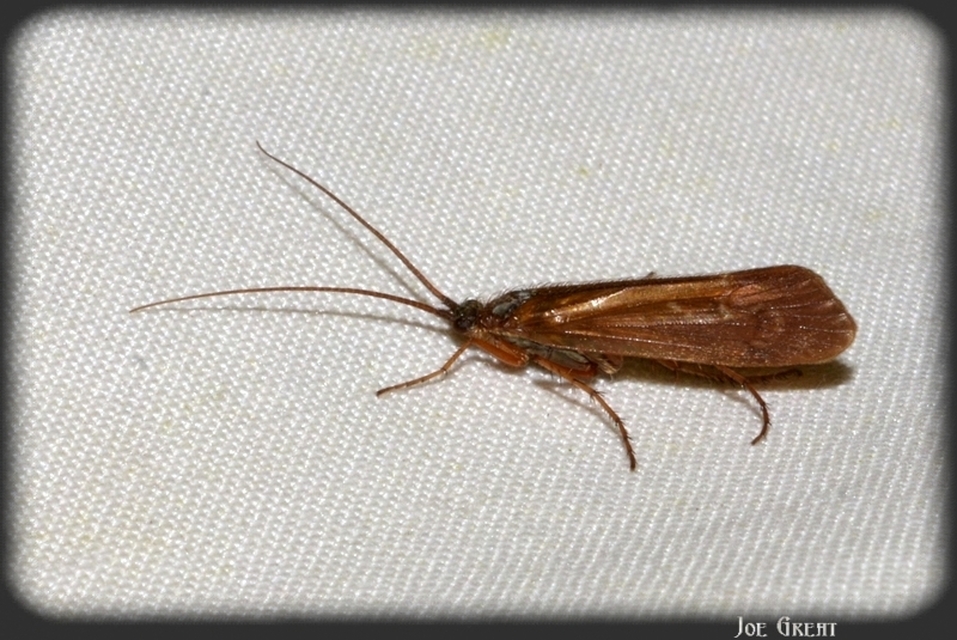 Trichoptera - Tegzesek