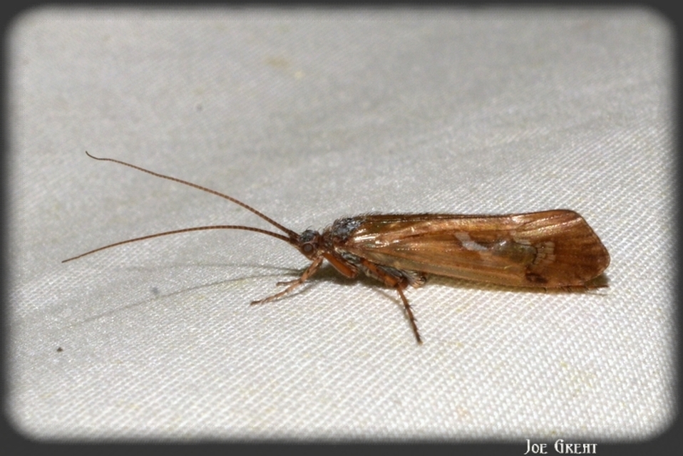Trichoptera - Tegzesek