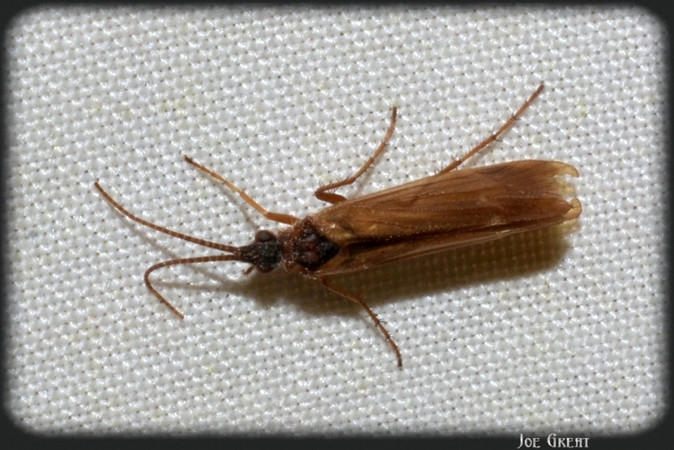 Trichoptera - Tegzesek