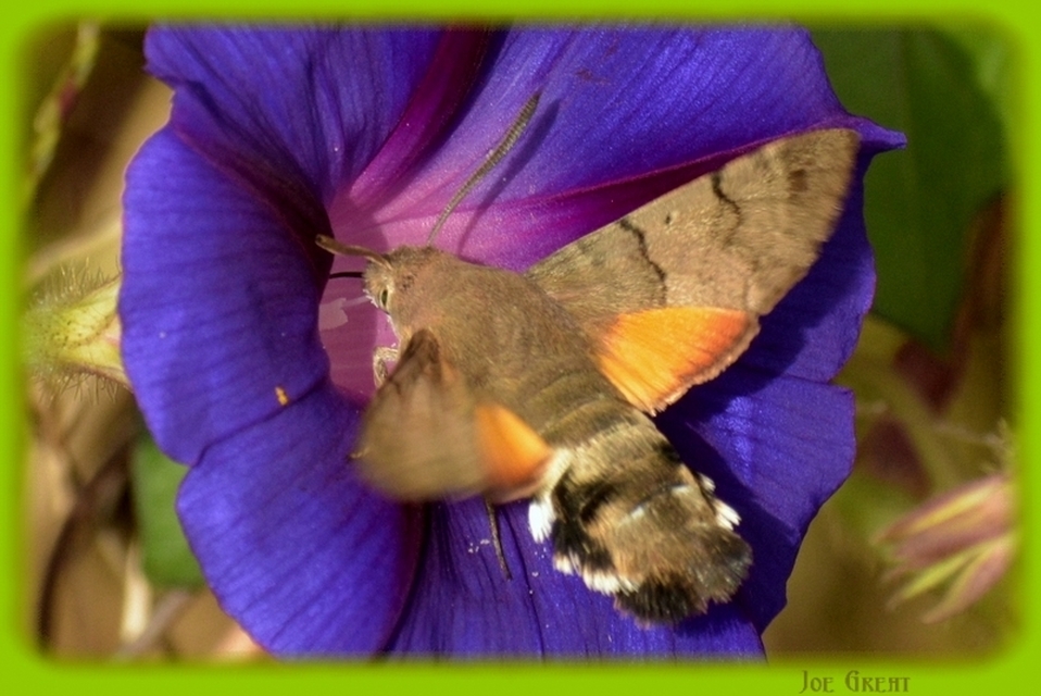 Macroglossum stellatarum - kacsafarkú szender