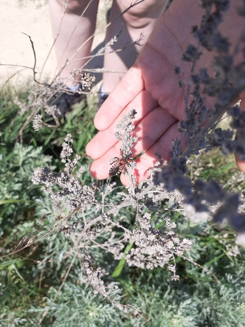 Rhynocoris iracundus - közönséges gyilkospoloska