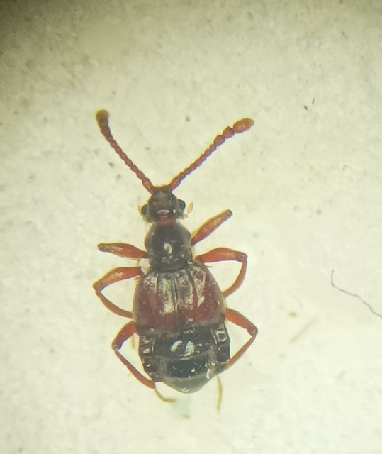 Tyrus mucronatus mucronatus