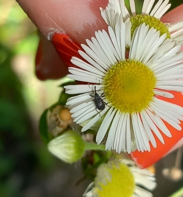 Anthonomus rubi - szamóca-bimbólikasztó Anthonomus rubi - szamóca-bimbólikasztó