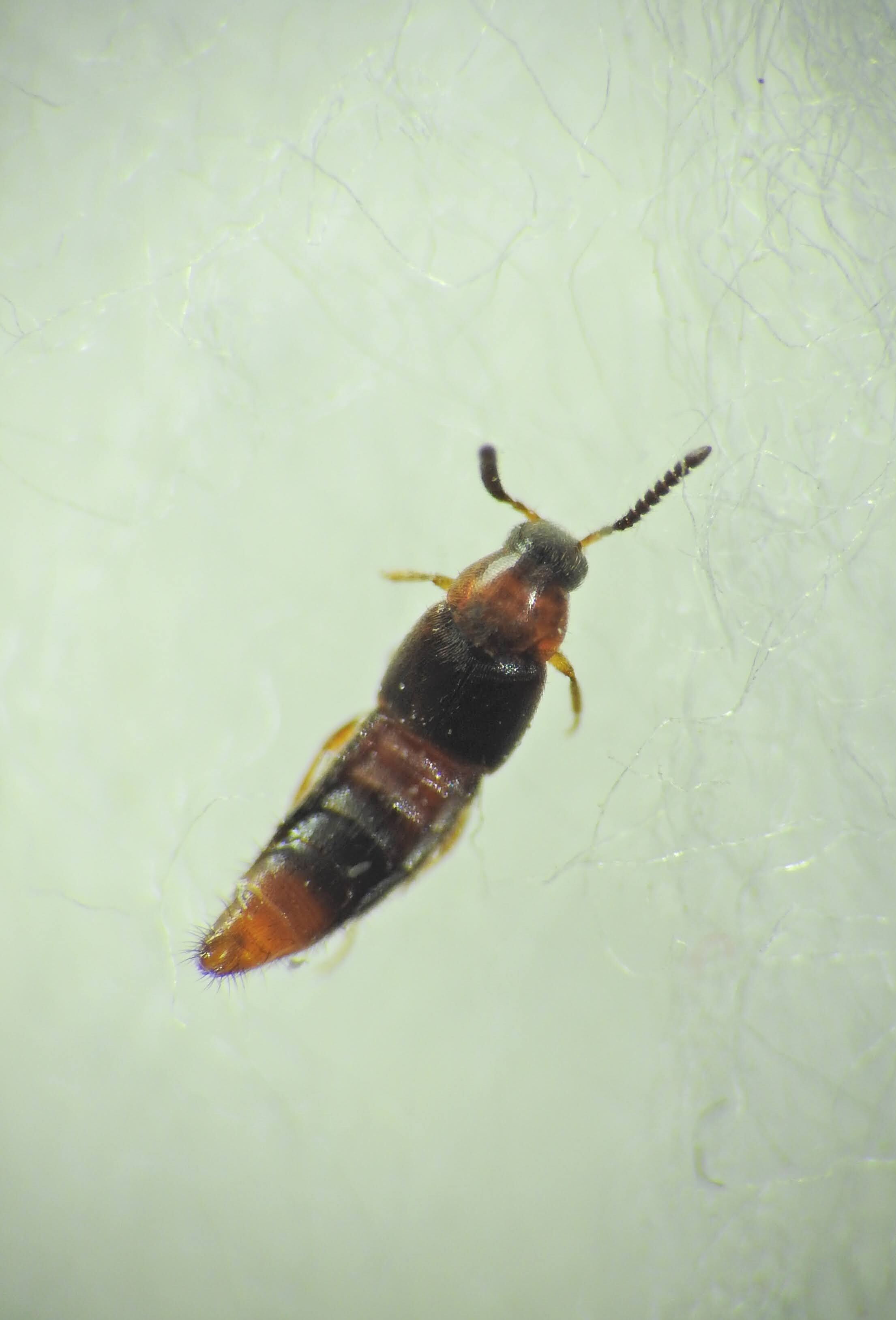 Oxypoda formosa - kecses pudvaholyva