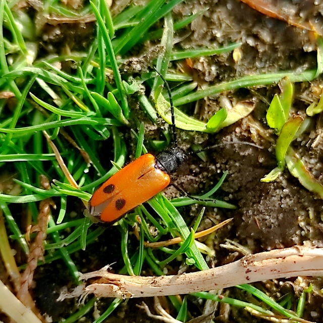Apalus bimaculatus - kétfoltos élősdibogár
