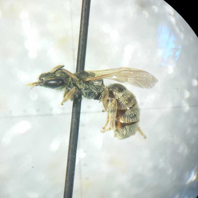 Seladonia semitecta