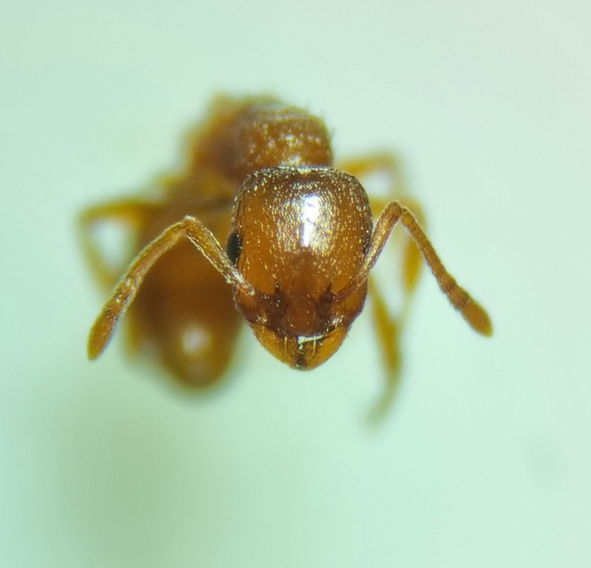 Temnothorax crassispinus - gubacslakó kéreghangya