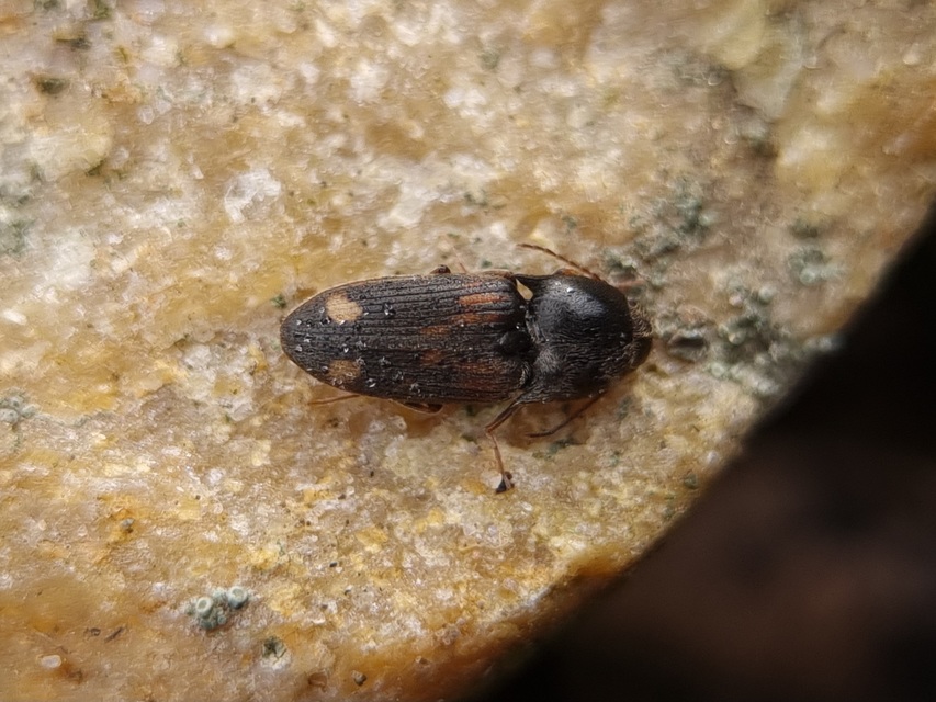 Drasterius bimaculatus - változékony pattanó