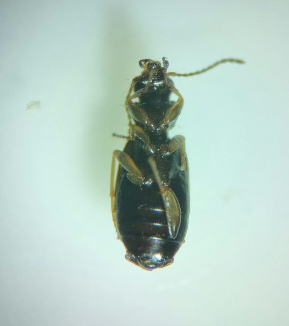 Syntomus pallipes - sárgalábú gyökérfutó
