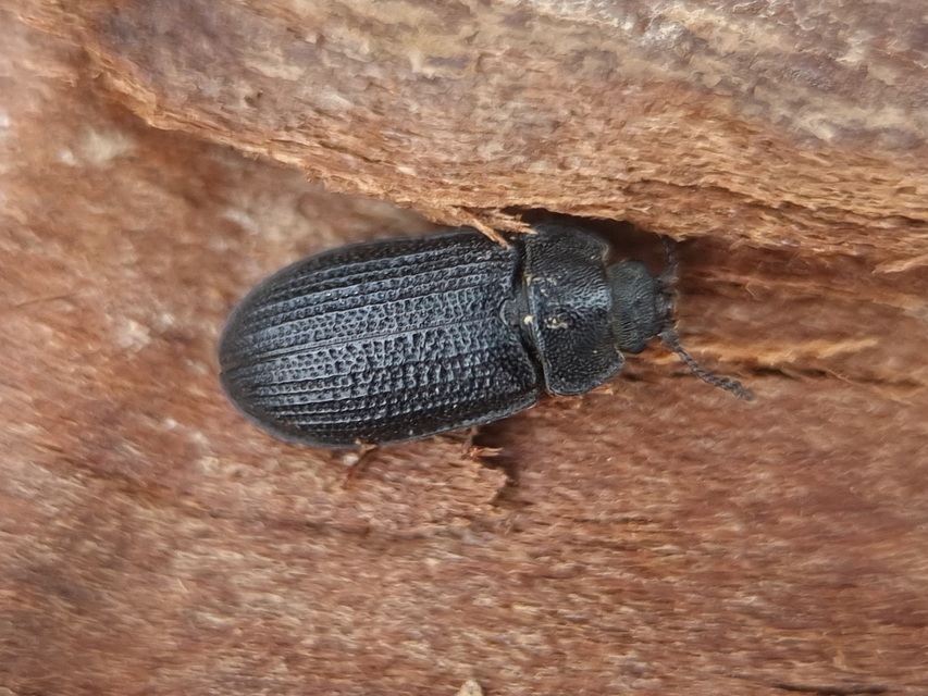Grynocharis oblonga - hosszúkás korongbogár