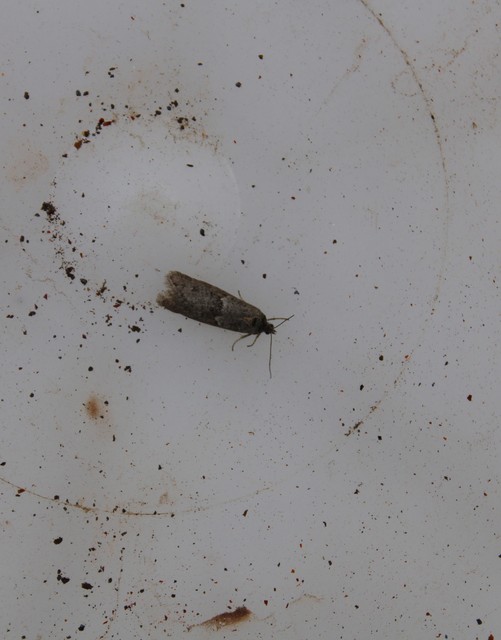 Tortricodes alternella - tavaszi sodrómoly
