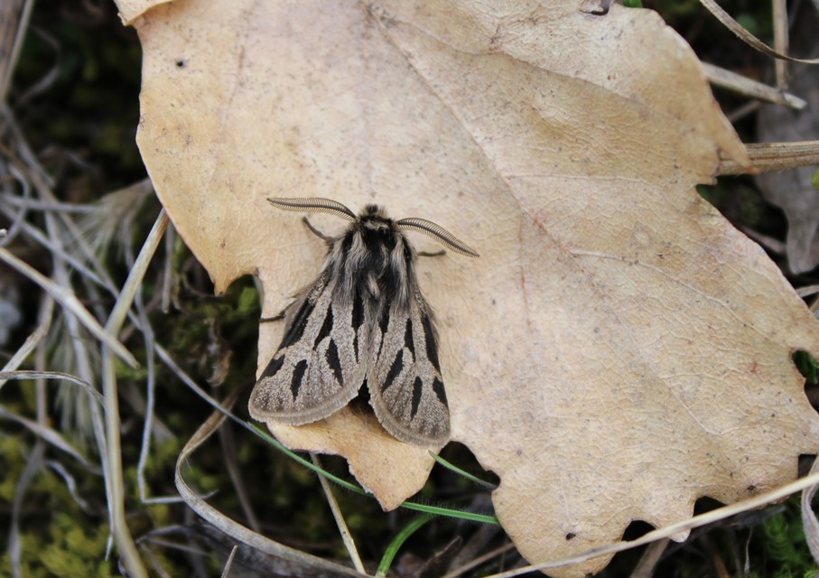 Ocnogyna parasita - csonkaszárnyú medvelepke