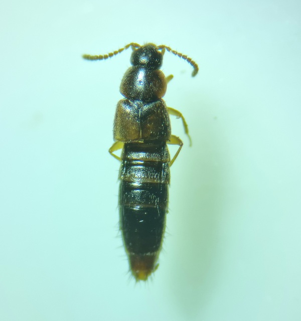 Mocyta negligens - sárgás komposztholyva