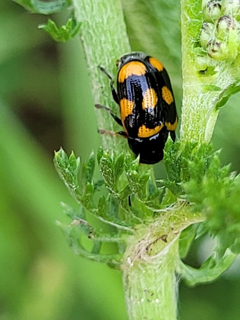 Cryptocephalus anticus - réti zömökbogár