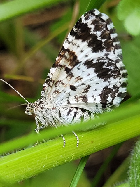 Epirrhoe tristata - gyászos tarkaaraszoló