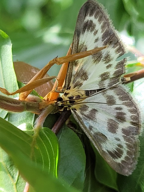 Anania hortulata - tarka csalánmoly