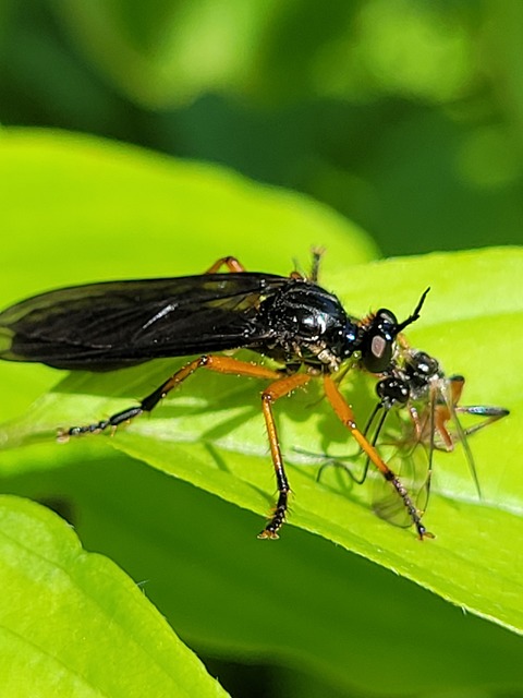 Dioctria oelandica - piroslábú héjalégy