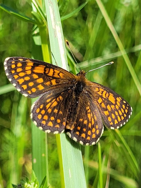 Melitaea aurelia - recés tarkalepke
