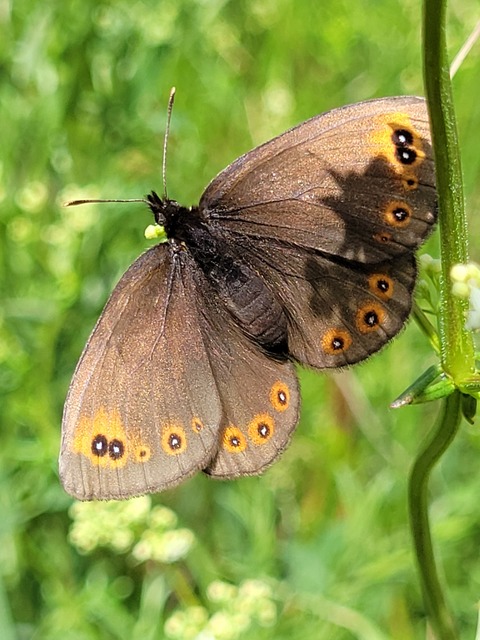 Erebia medusa - tavaszi szerecsenlepke