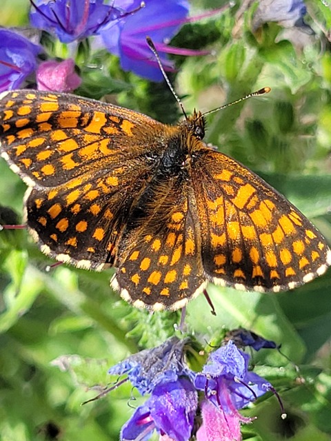 Melitaea aurelia - recés tarkalepke