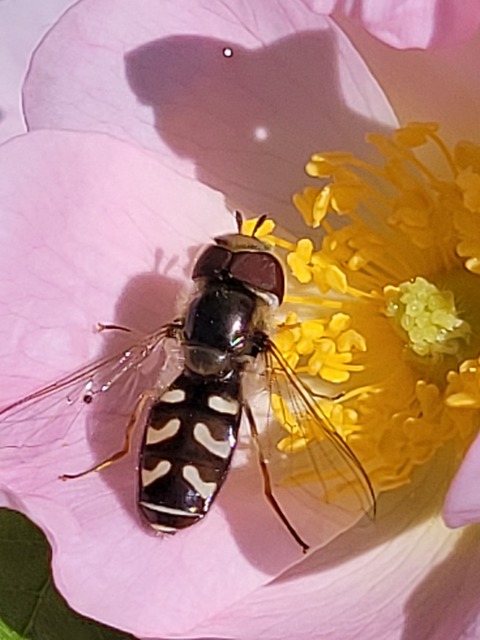 Scaeva pyrastri - gyakori nagyhomlokúlégy