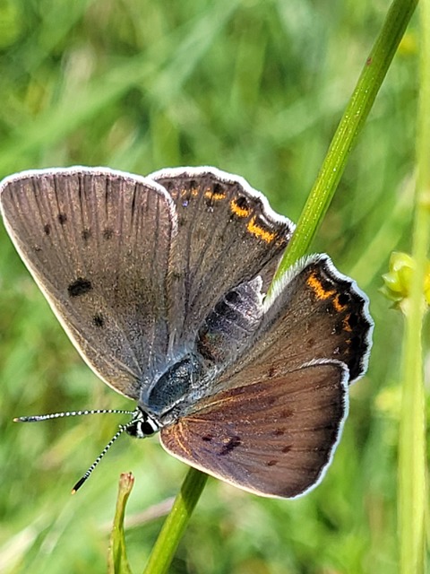 Lycaena alciphron - ibolyás tűzlepke