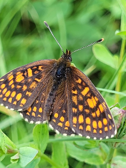 Melitaea aurelia - recés tarkalepke