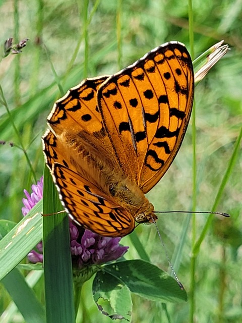 Argynnis adippe - ezüstös gyöngyházlepke