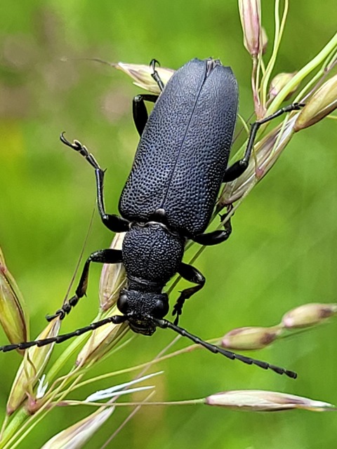 Stictoleptura scutellata - hegyi virágcincér