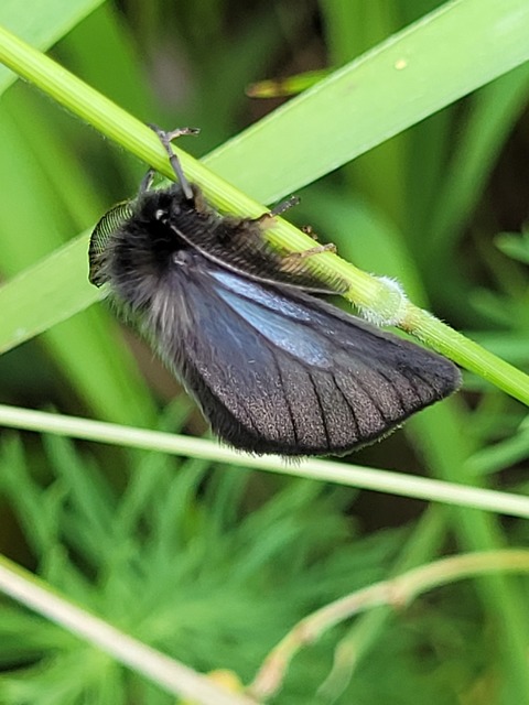 Pentophera morio - réti gyapjaslepke