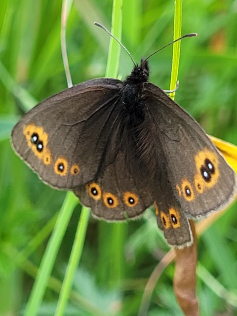 Erebia medusa - tavaszi szerecsenlepke