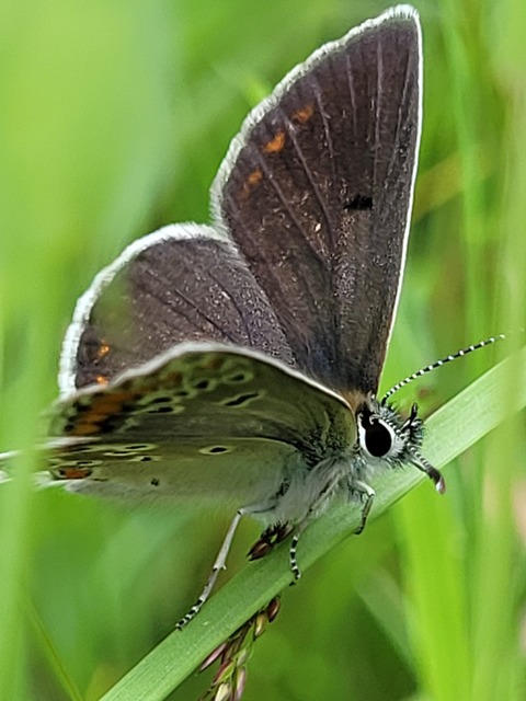 Aricia artaxerxes issekutzi - bükki szerecsenboglárka