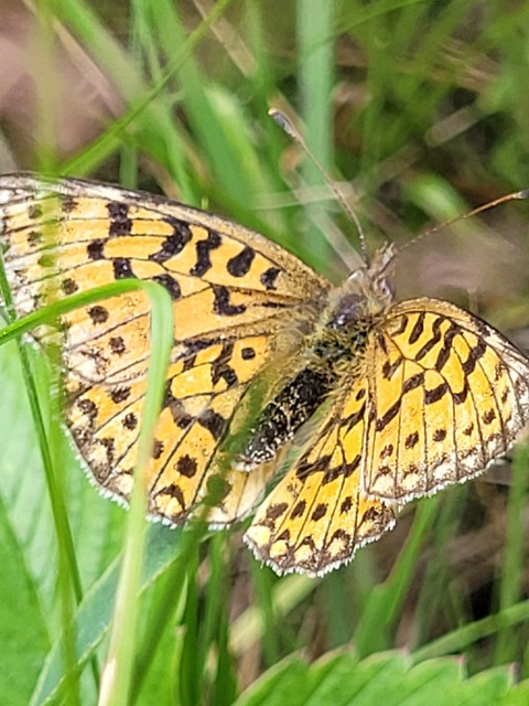 Boloria selene - fakó gyöngyházlepke
