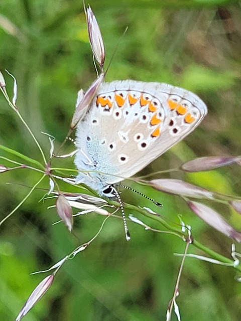 Aricia artaxerxes issekutzi - bükki szerecsenboglárka