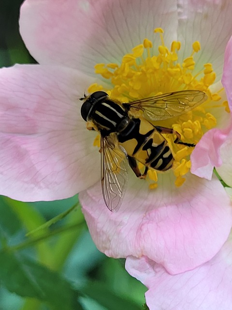 Helophilus pendulus - közönséges mocsárilégy