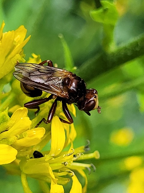 Sicus