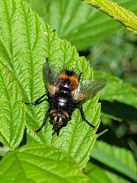 Nowickia