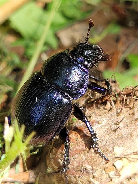 Anoplotrupes stercorosus - erdei álganéjtúró