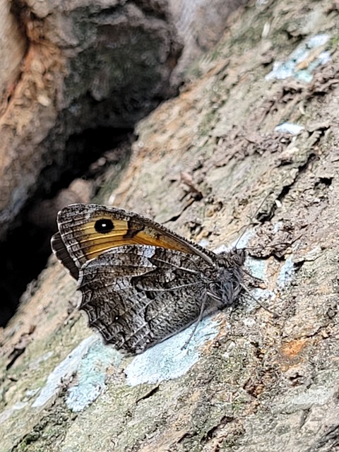 Hipparchia semele - barna szemeslepke