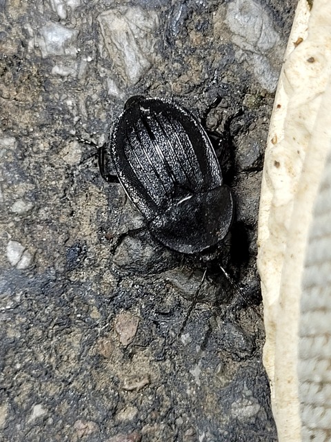 Phosphuga atrata - bordás csigarabló