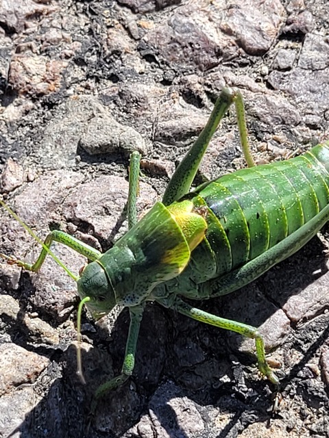 Polysarcus denticauda - fogasfarkú szöcske