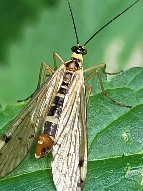 Panorpa alpina
