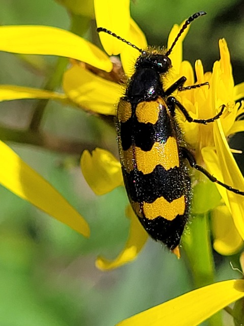 Mylabris variabilis - szalagos hólyaghúzó Mylabris variabilis - szalagos hólyaghúzó