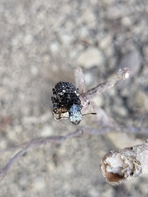 Platyrhinus resinosus - nagy orrosbogár