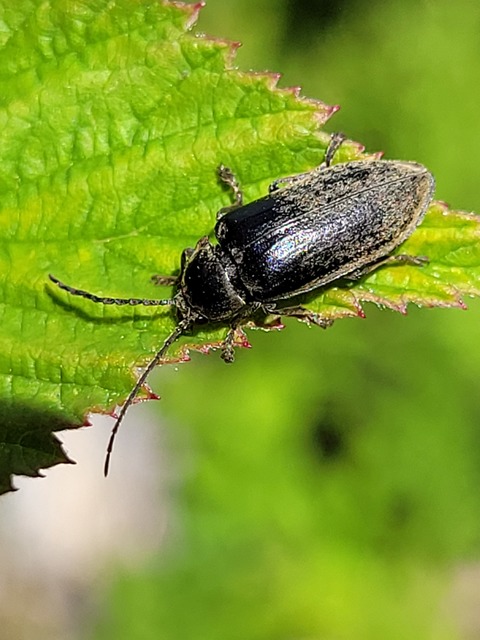 Dascillus cervinus - közönséges ernyősrétbogár