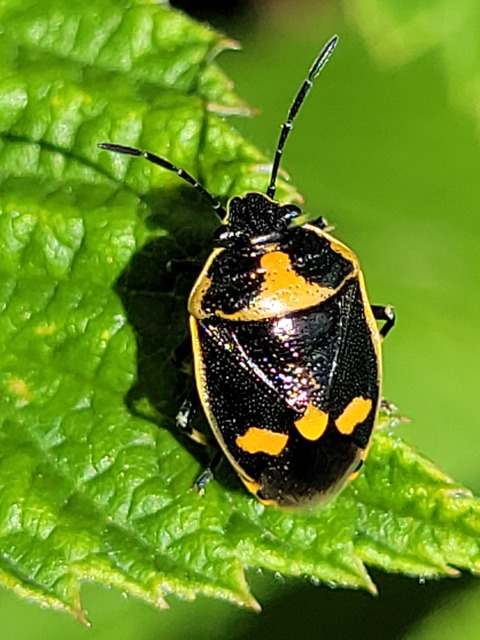 Eurydema oleracea - paréjpoloska Eurydema oleracea - paréjpoloska