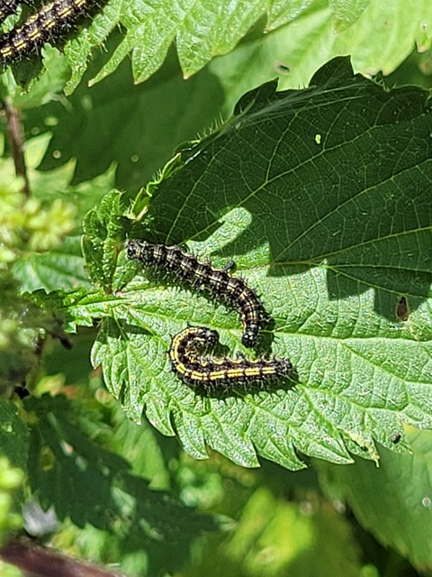 Nymphalis urticae - kis rókalepke Nymphalis urticae - kis rókalepke