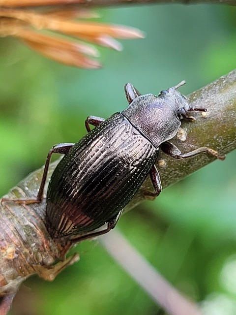 Stenomax aeneus - bronzos gyászbogár